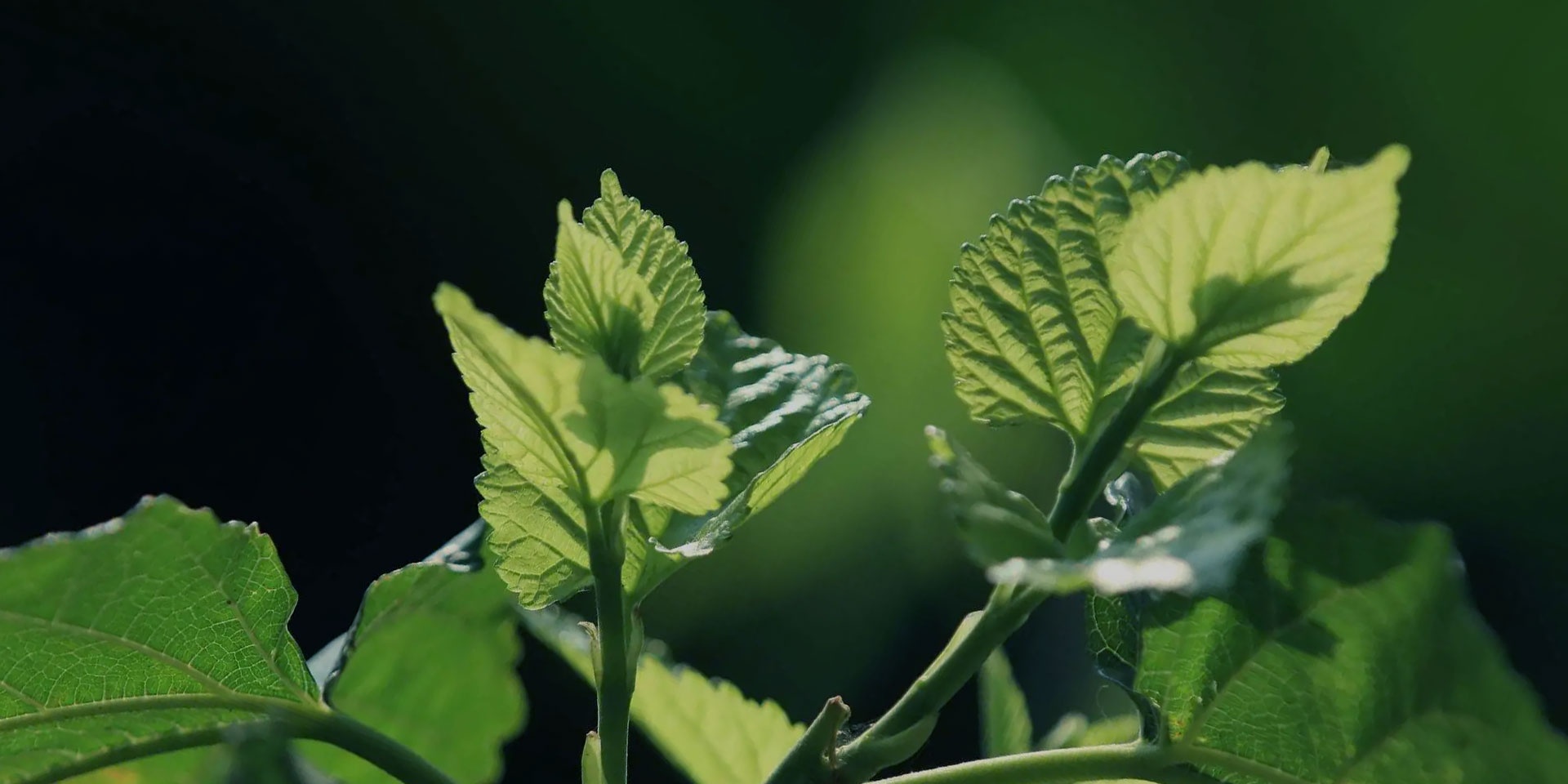 ����������(�й�)������-�й�����